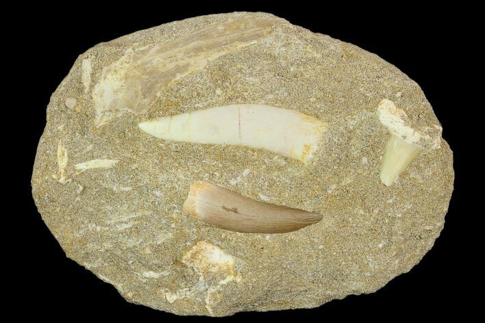 Fossil Plesiosaur, Shark & Enchodus Teeth In Matrix - Morocco #119668